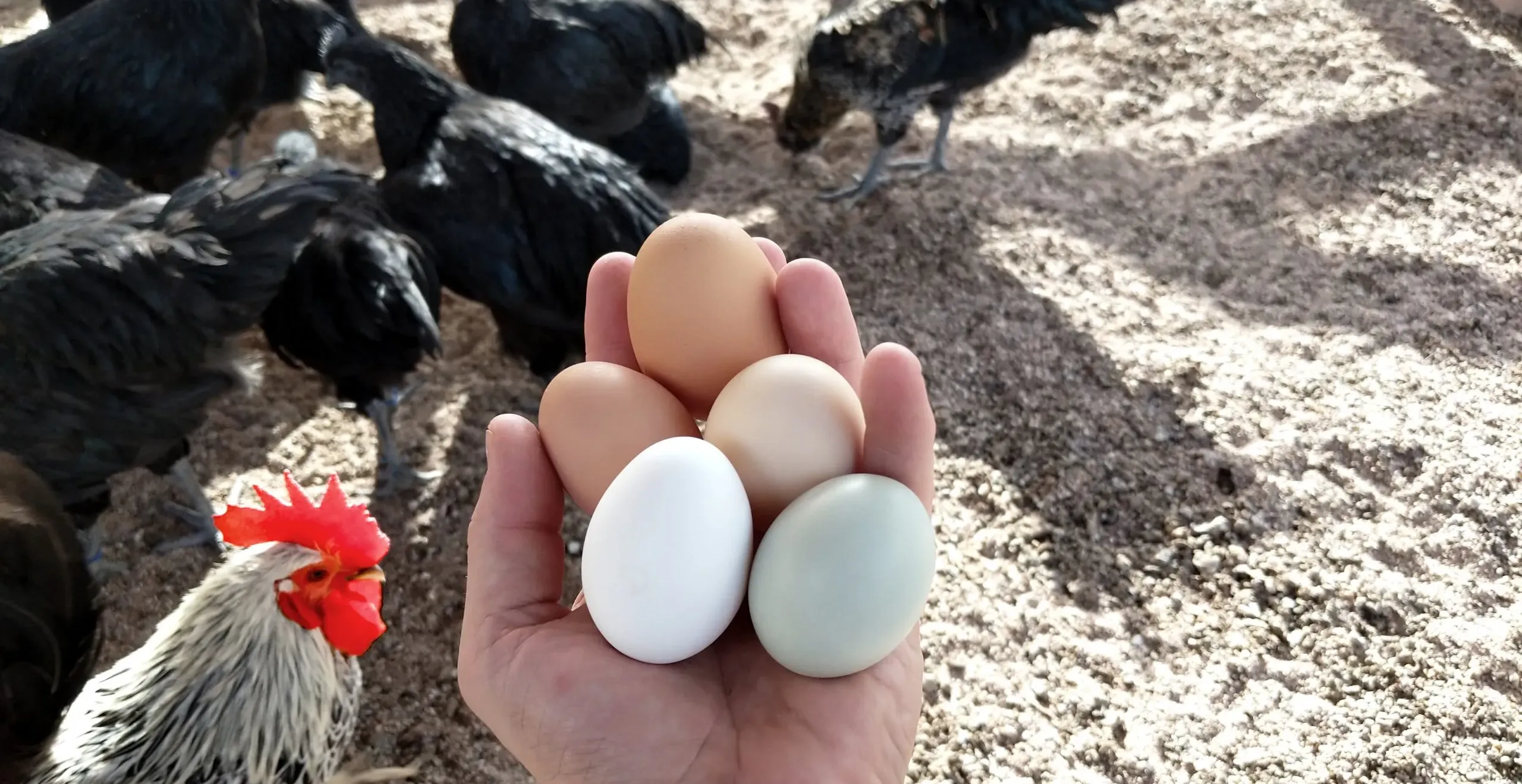 Huhn oder Ei? Grundstück oder Tiny House?