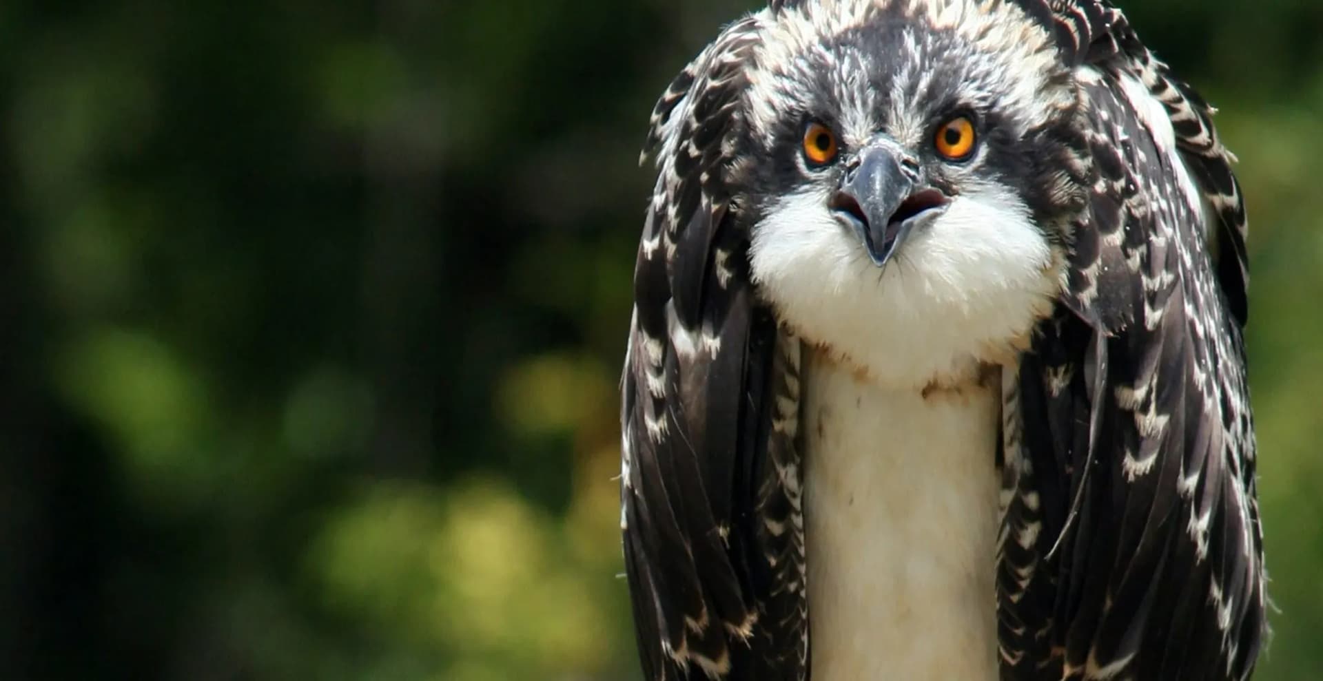 Schlechte Nachrichten: Tagebuch des Schreckens